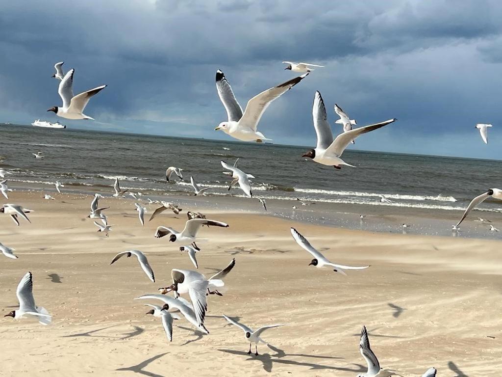 Apartamenty Swinoujscie - Kormoran Exteriör bild